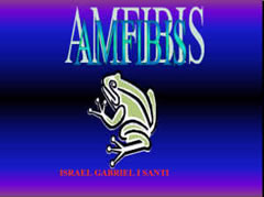 Amfibis